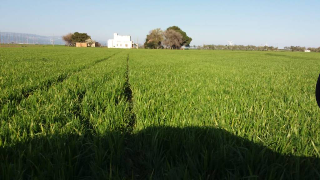 terreno agricolo in vendita a Foggia
