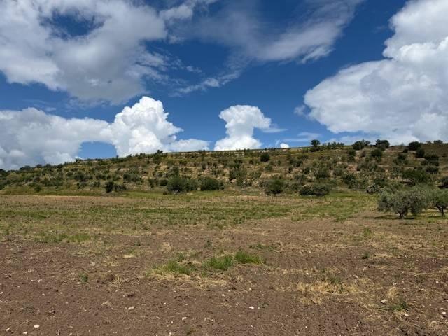terreno agricolo in vendita a Foggia