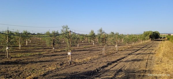 terreno agricolo in vendita a Foggia