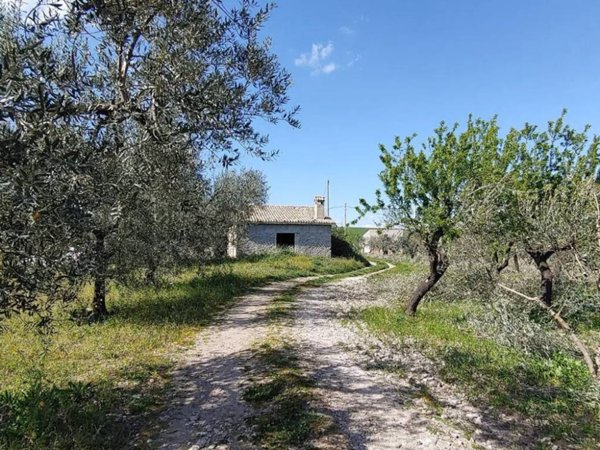 terreno agricolo in vendita a Foggia