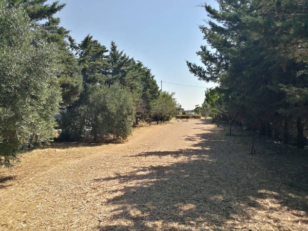 terreno in vendita a Foggia