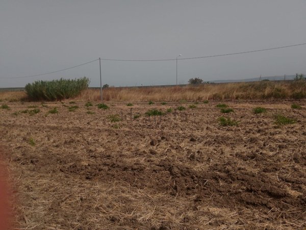 terreno in vendita a Foggia