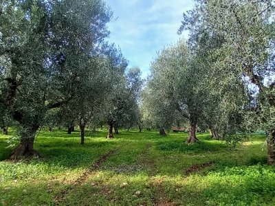 terreno agricolo in vendita ad Ischitella in zona Foce Varano