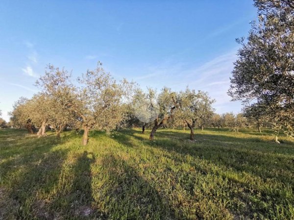 terreno agricolo in vendita a Lucera