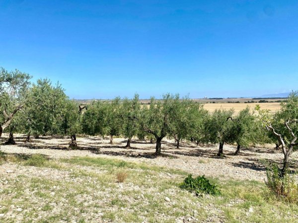 terreno agricolo in vendita a Lucera