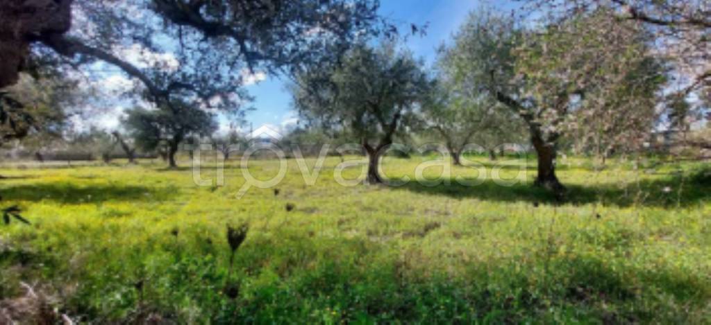 terreno agricolo in vendita a Lucera