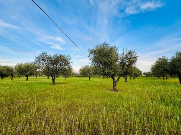 terreno agricolo in vendita a Lucera