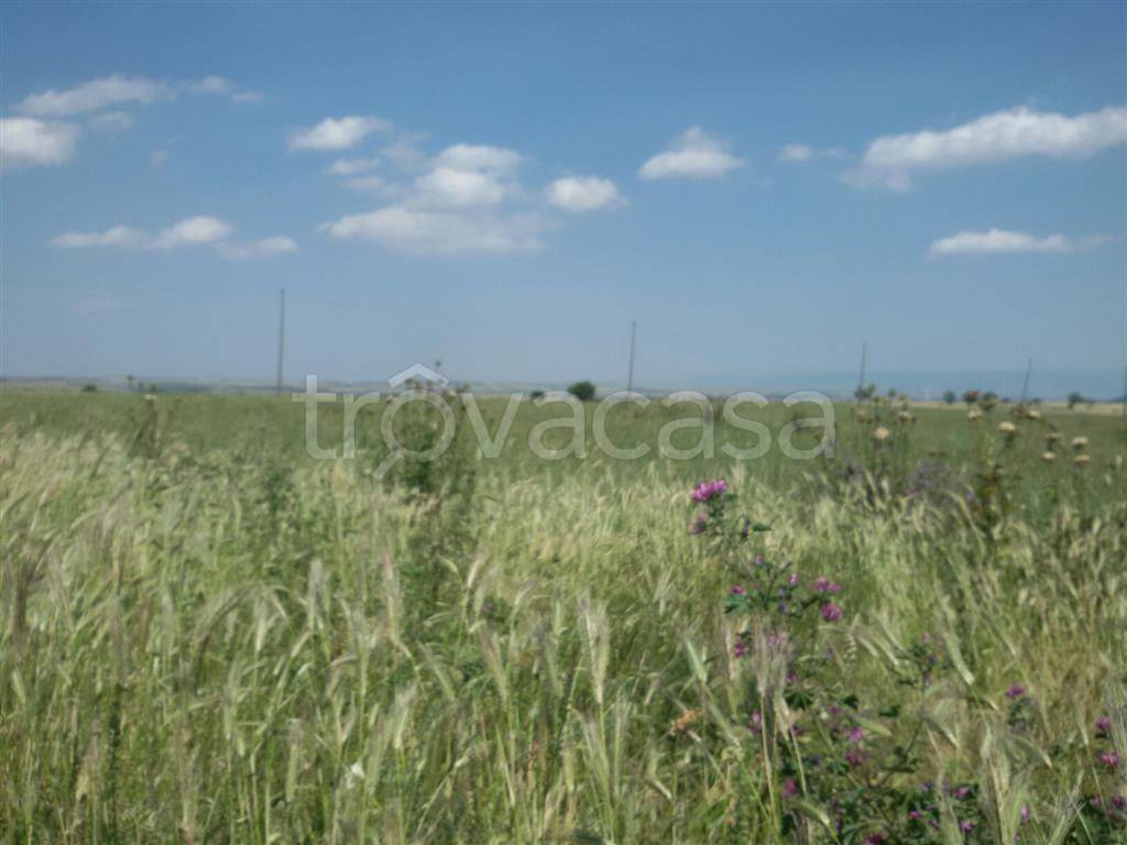 azienda agricola in vendita a Lucera