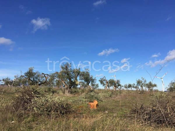azienda agricola in vendita a Lucera