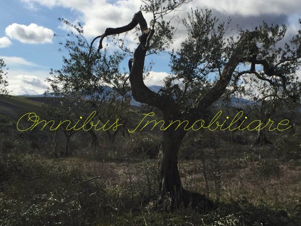 terreno agricolo in vendita a Lucera