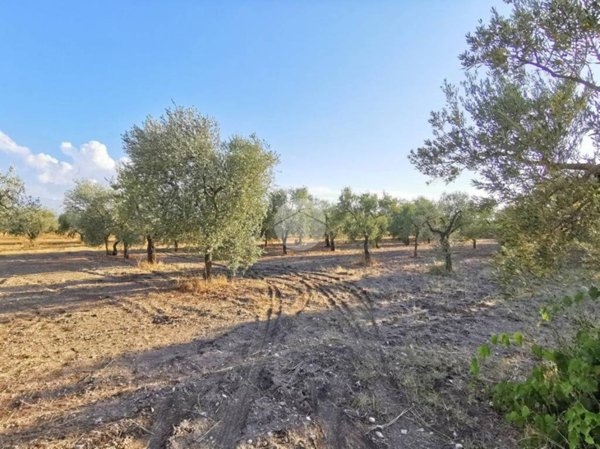 terreno agricolo in vendita a Lucera in zona San Giusto