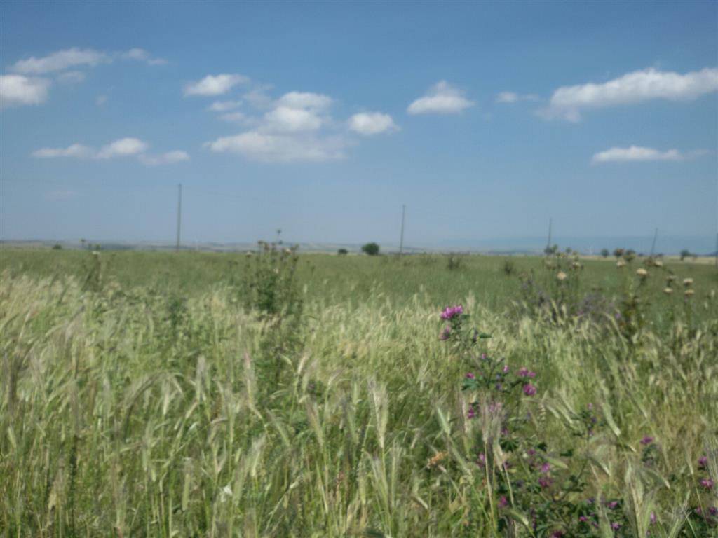 terreno agricolo in vendita a Lucera in zona San Giusto