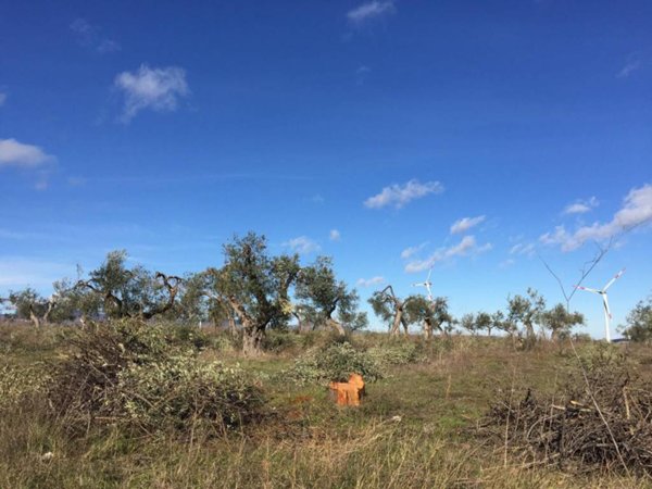 terreno agricolo in vendita a Lucera in zona San Giusto