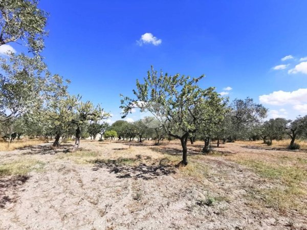 terreno agricolo in vendita a Lucera in zona San Giusto