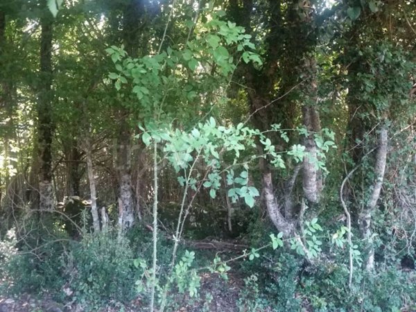 terreno agricolo in vendita a Monte Sant'Angelo