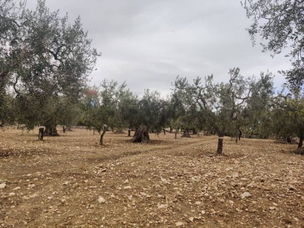 terreno agricolo in vendita a Monte Sant'Angelo