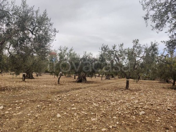 terreno agricolo in vendita a Monte Sant'Angelo in zona Ruggiano