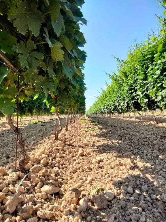terreno agricolo in vendita ad Orta Nova