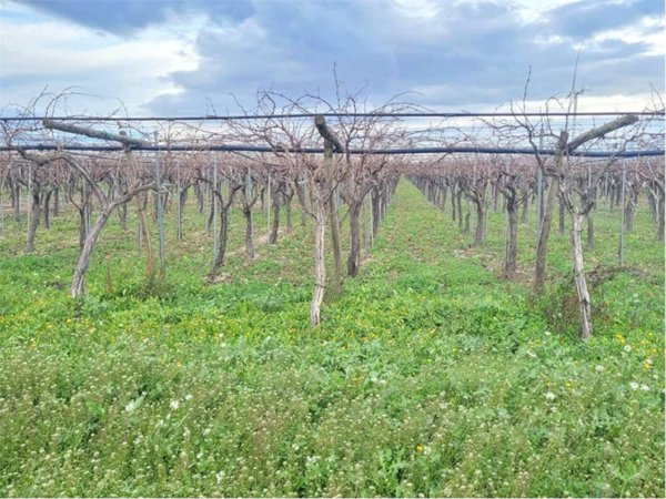 immagine annuncio 0 di 1