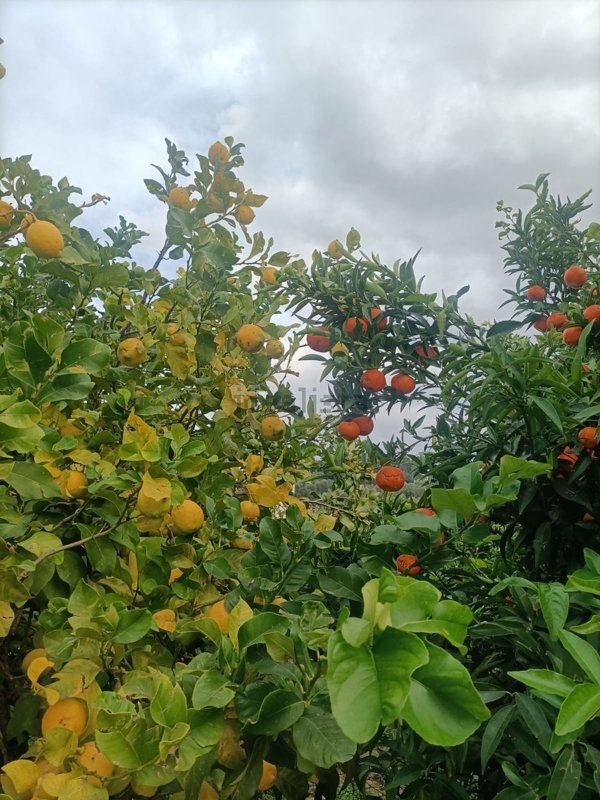 casa indipendente in vendita a Rodi Garganico