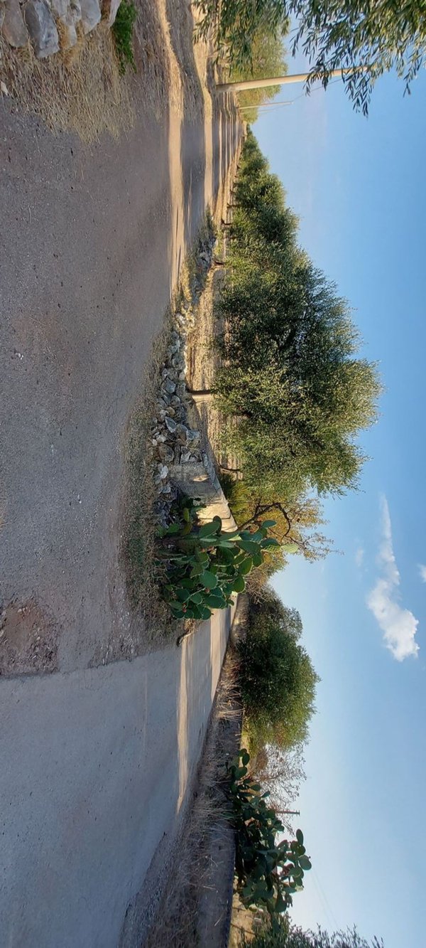 terreno agricolo in vendita a San Giovanni Rotondo