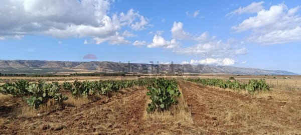 terreno agricolo in vendita a San Giovanni Rotondo