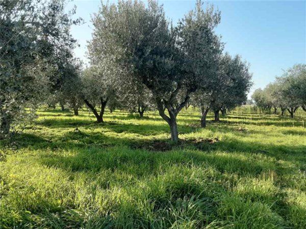 terreno agricolo in vendita a San Nicandro Garganico