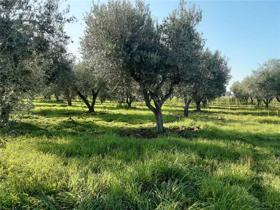 casale in vendita a San Nicandro Garganico