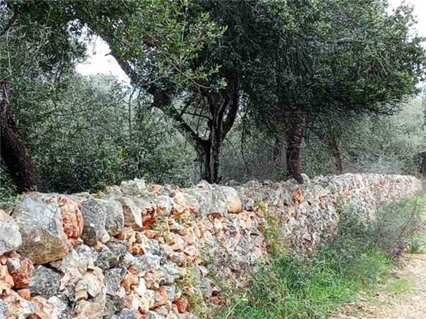 terreno edificabile in vendita a San Nicandro Garganico