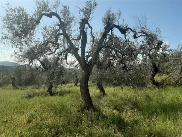 terreno in vendita a San Nicandro Garganico