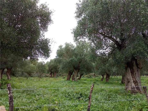 terreno in vendita a San Nicandro Garganico
