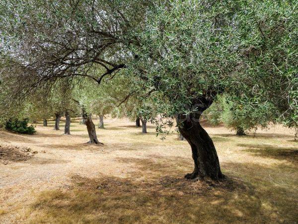 terreno agricolo in vendita a San Severo