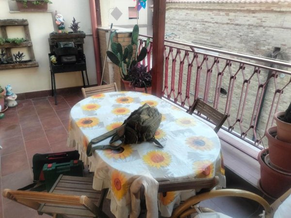 casa indipendente in vendita a San Severo in zona Centro Storico