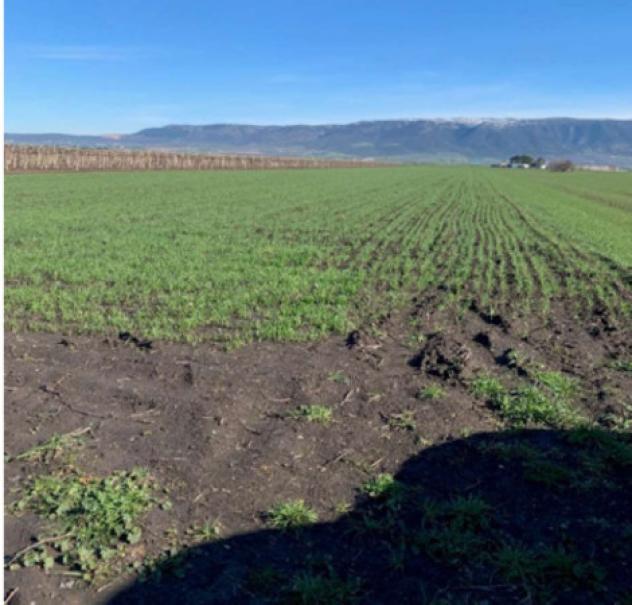 terreno agricolo in vendita a San Severo
