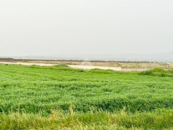 terreno agricolo in vendita a San Severo