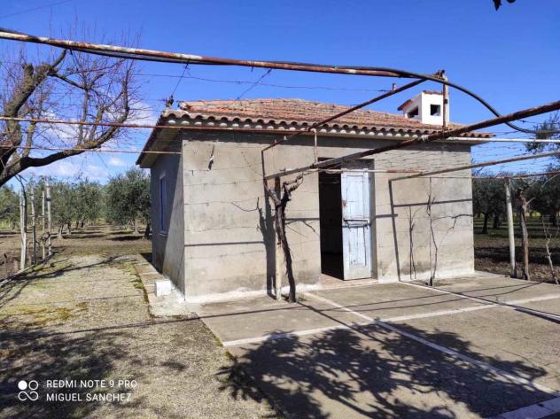 terreno agricolo in vendita a San Severo