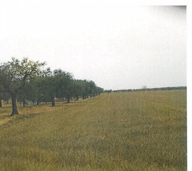 terreno agricolo in vendita a San Severo