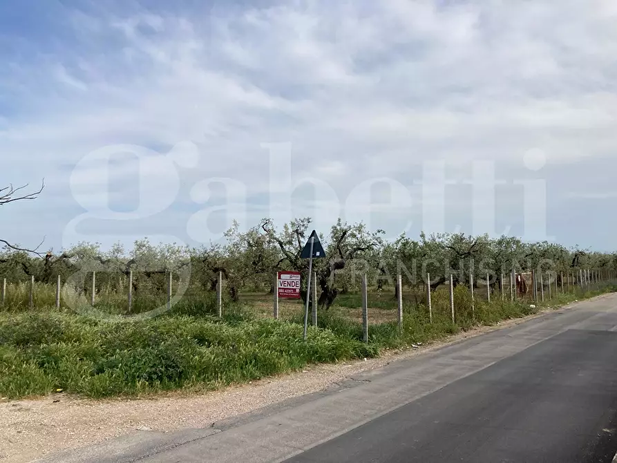terreno agricolo in vendita a San Severo in zona Centro Storico