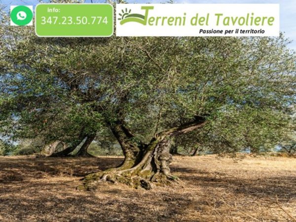 terreno agricolo in vendita a San Severo