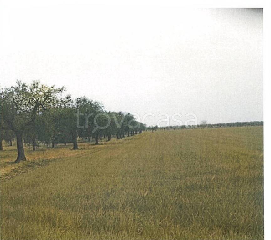 terreno agricolo in vendita a San Severo