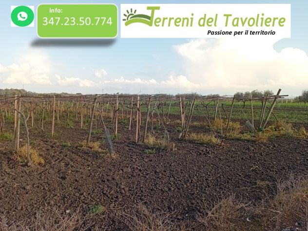 terreno agricolo in vendita a San Severo