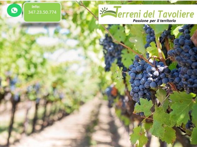 terreno agricolo in vendita a San Severo