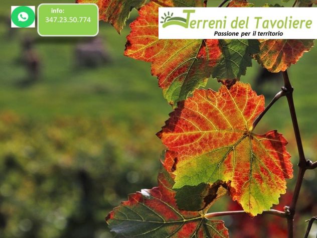 terreno agricolo in vendita a San Severo