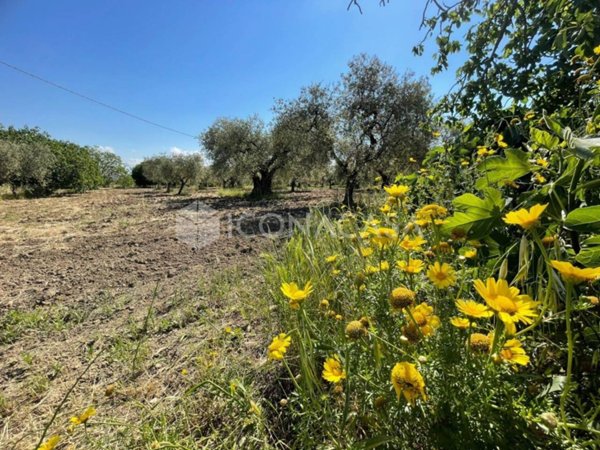 terreno agricolo in vendita a San Severo