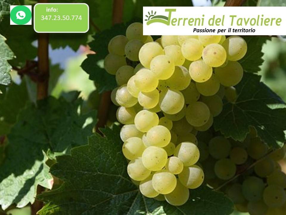 terreno agricolo in vendita a San Severo