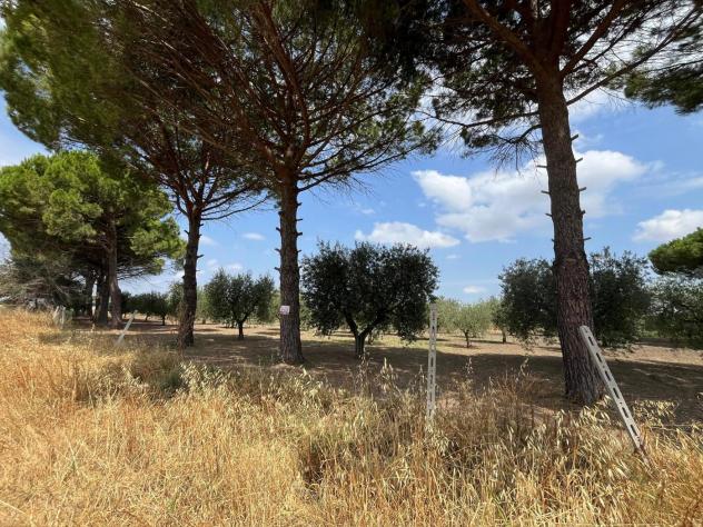 terreno agricolo in vendita a San Severo
