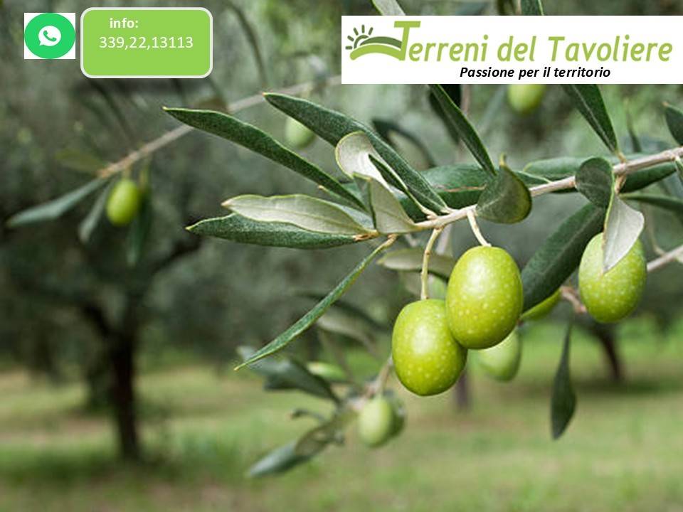 terreno in vendita a San Severo