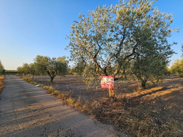 terreno in vendita a San Severo