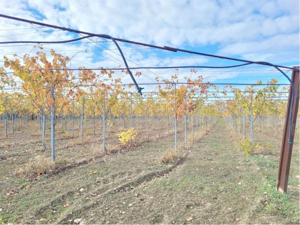 terreno agricolo in vendita a Stornara