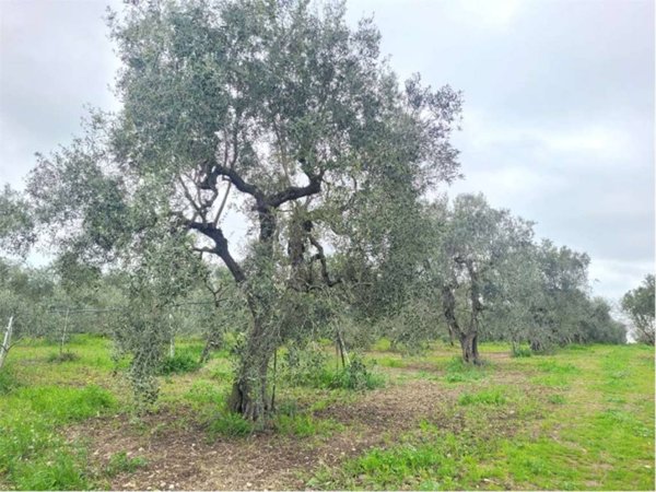 terreno agricolo in vendita a Stornara